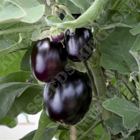 aubergine jackpot|Jackpot Aubergine Seeds .